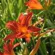 Denivka 'Anzac' - Hemerocallis 'Anzac'