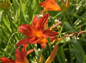 Denivka 'Anzac' - Hemerocallis 'Anzac'