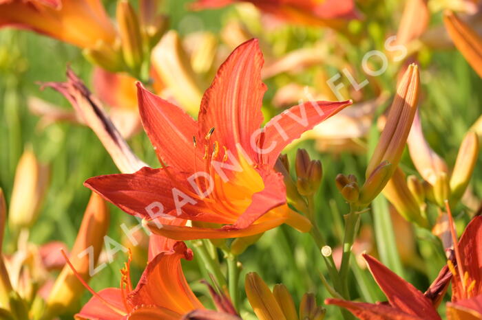 Denivka 'Anzac' - Hemerocallis 'Anzac'