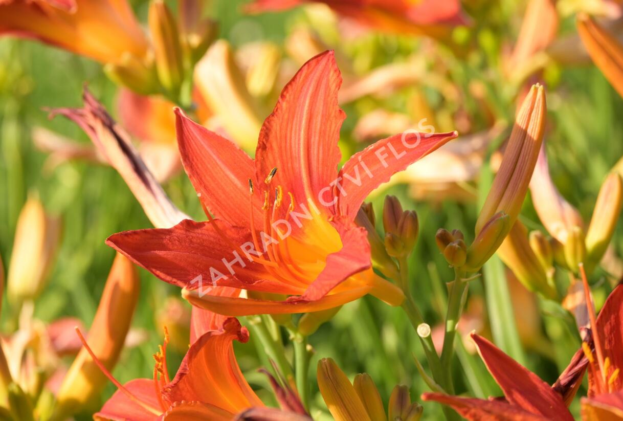 Denivka 'Anzac' - Hemerocallis 'Anzac'