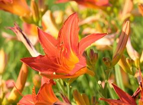 Denivka 'Anzac' - Hemerocallis 'Anzac'