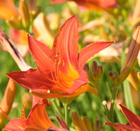 Denivka 'Anzac' - Hemerocallis 'Anzac'