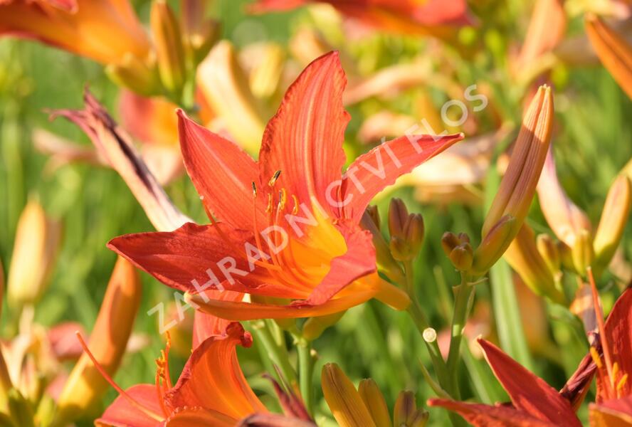 Denivka 'Anzac' - Hemerocallis 'Anzac'
