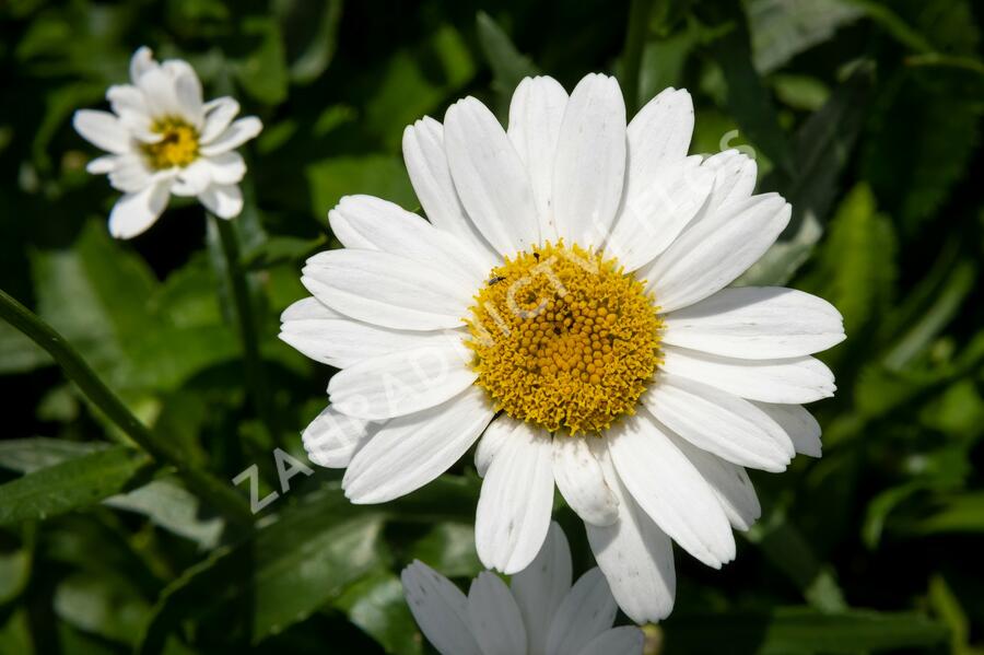 Kopretina velkokvětá 'Snowcap' - Leucanthemum × superbum 'Snowcap'