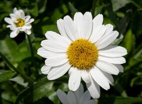 Kopretina velkokvětá 'Snowcap' - Leucanthemum × superbum 'Snowcap'