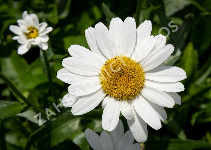Kopretina 'Snowcap' - Leucanthemum superbum 'Snowcap'