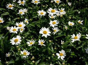 Kopretina velkokvětá 'Snowcap' - Leucanthemum × superbum 'Snowcap'