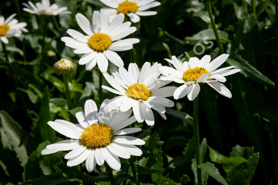 Kopretina velkokvětá 'Snowcap' - Leucanthemum × superbum 'Snowcap'