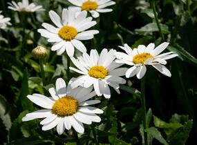 Kopretina velkokvětá 'Snowcap' - Leucanthemum × superbum 'Snowcap'
