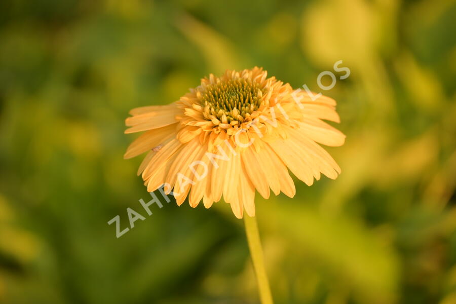 Třapatkovka nachová 'Meteor Yellow' - Echinacea purpurea 'Meteor Yellow'