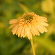 Třapatkovka nachová 'Meteor Yellow' - Echinacea purpurea 'Meteor Yellow'