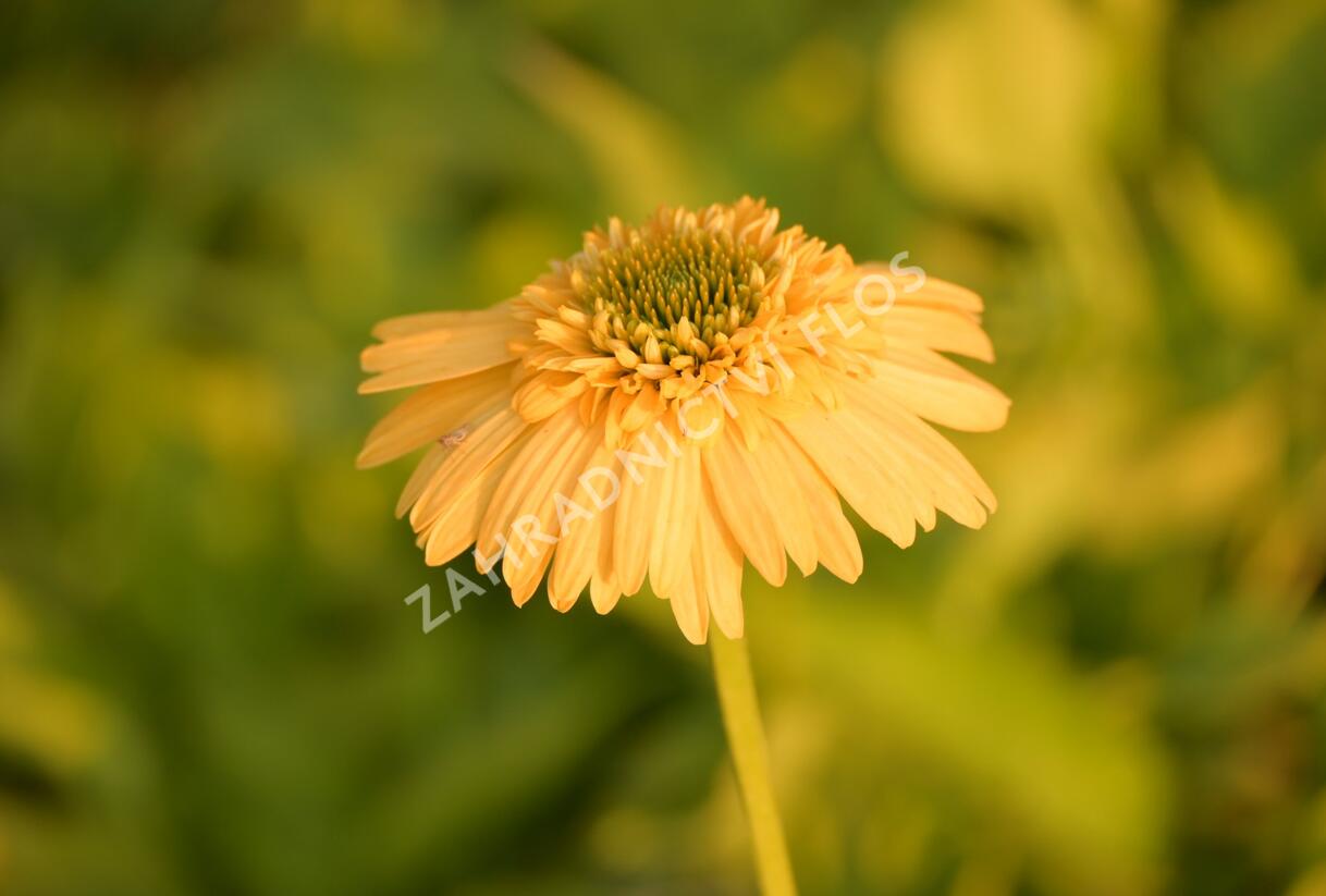 Třapatkovka nachová 'Meteor Yellow' - Echinacea purpurea 'Meteor Yellow'