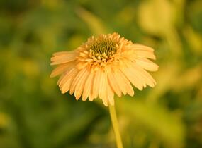 Třapatkovka nachová 'Meteor Yellow' - Echinacea purpurea 'Meteor Yellow'