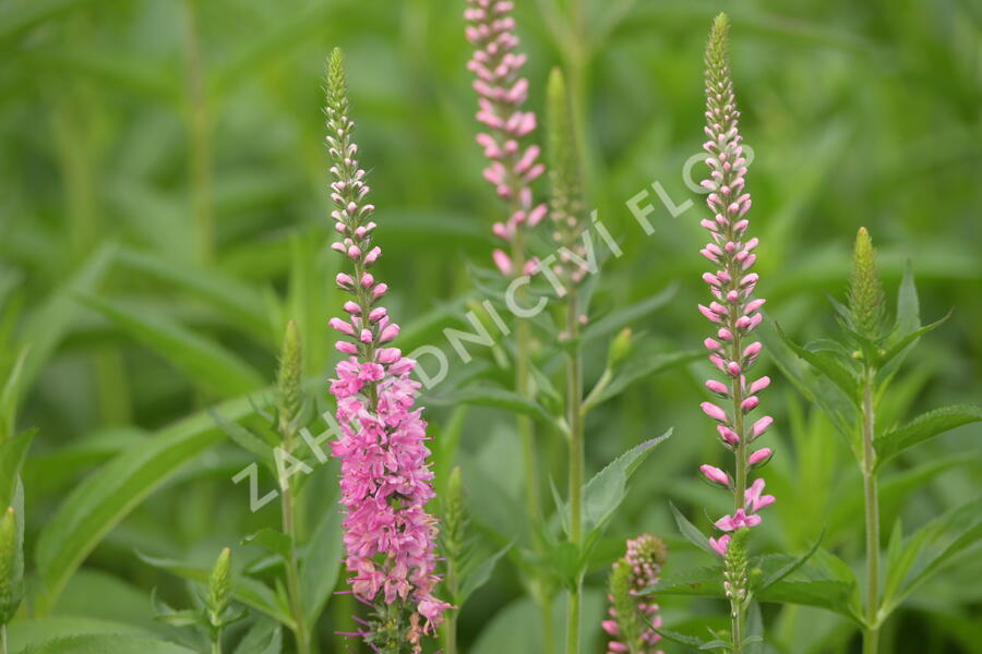 Rozrazil dlouholistý 'Rote Zora' - Veronica longifolia 'Rote Zora'