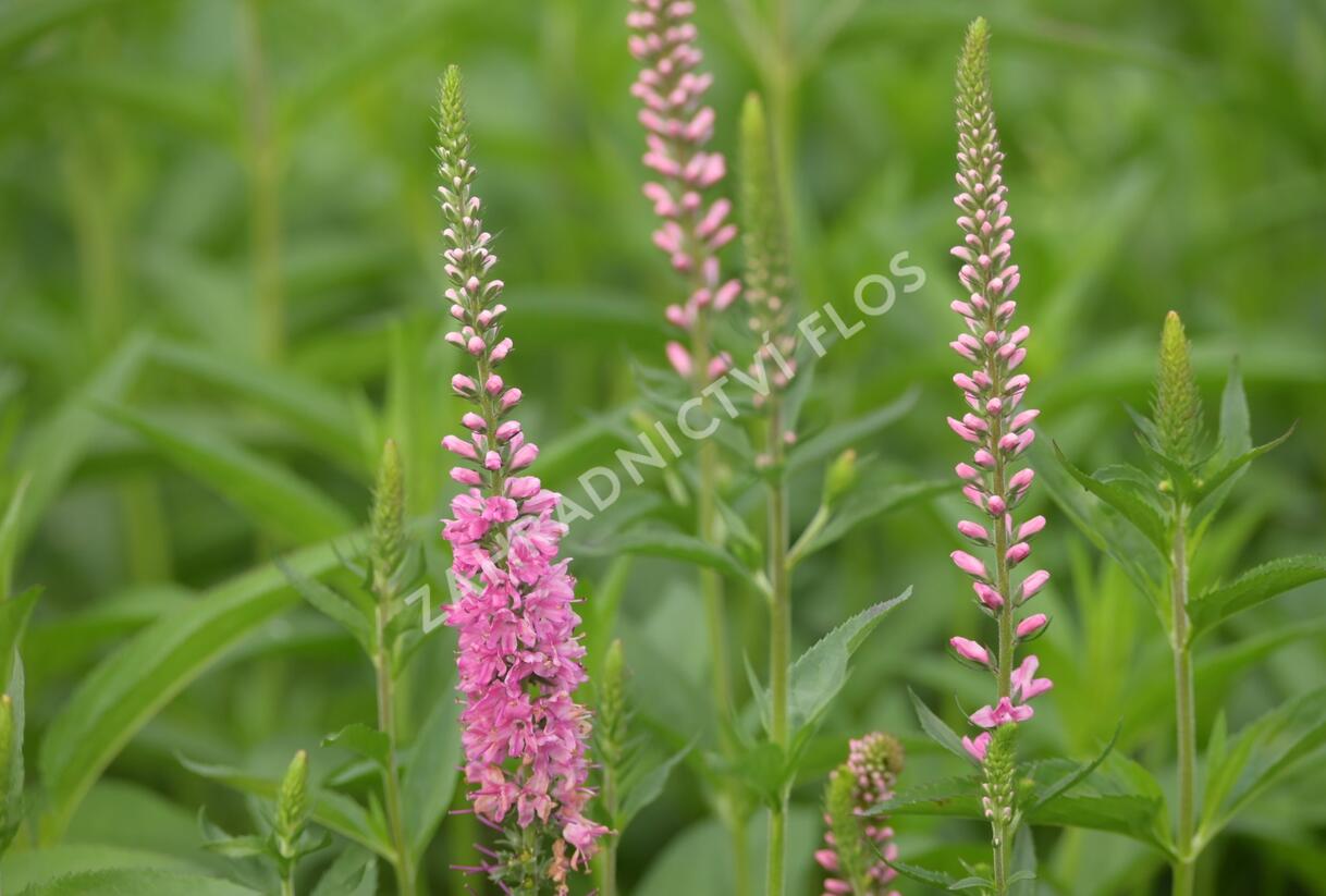Rozrazil dlouholistý 'Rote Zora' - Veronica longifolia 'Rote Zora'