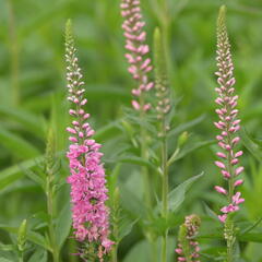 Rozrazil dlouholistý 'Rote Zora' - Veronica longifolia 'Rote Zora'