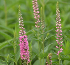 Rozrazil dlouholistý 'Rote Zora' - Veronica longifolia 'Rote Zora'