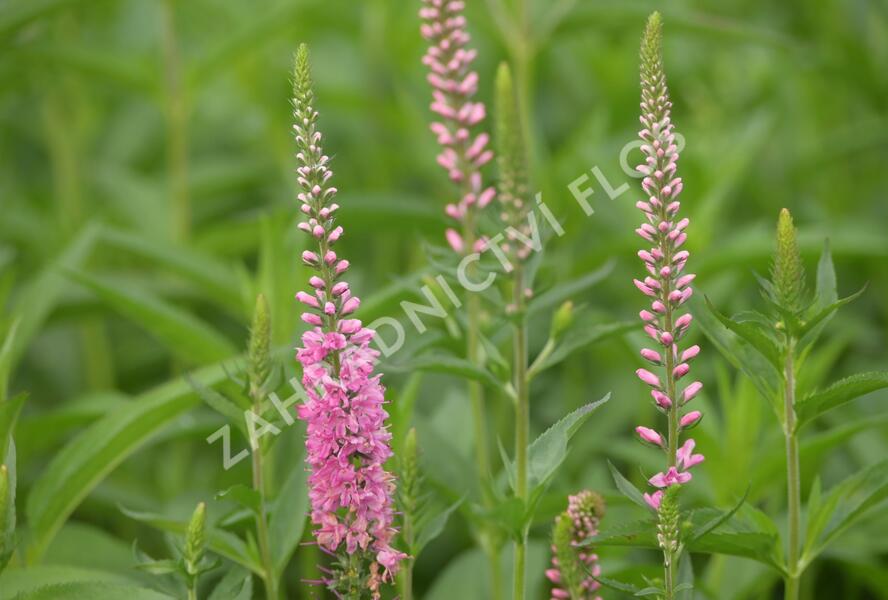 Rozrazil dlouholistý 'Rote Zora' - Veronica longifolia 'Rote Zora'