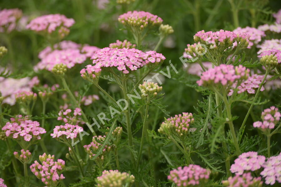 Řebříček obecný Tutti Frutti 'Wonderful Wampee' - Achillea millefolium Tutti Frutti 'Wonderful Wampee'
