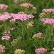 Řebříček obecný Tutti Frutti 'Wonderful Wampee' - Achillea millefolium Tutti Frutti 'Wonderful Wampee'