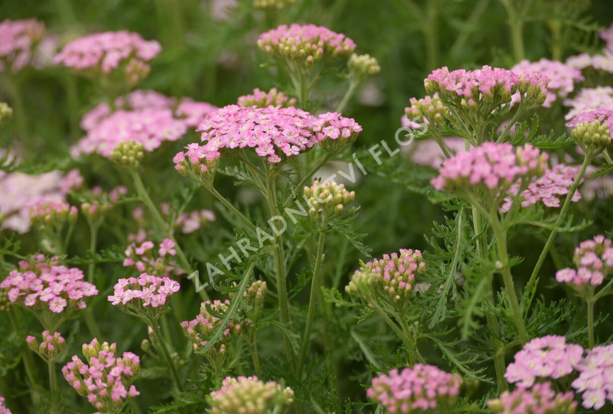 Řebříček obecný Tutti Frutti 'Wonderful Wampee' - Achillea millefolium Tutti Frutti 'Wonderful Wampee'