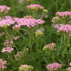 Řebříček obecný Tutti Frutti 'Wonderful Wampee' - Achillea millefolium Tutti Frutti 'Wonderful Wampee'