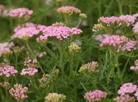 Řebříček obecný Tutti Frutti 'Wonderful Wampee' - Achillea millefolium Tutti Frutti 'Wonderful Wampee'