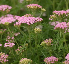 Řebříček obecný Tutti Frutti 'Wonderful Wampee' - Achillea millefolium Tutti Frutti 'Wonderful Wampee'