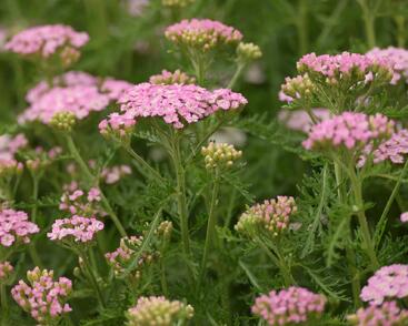 Řebříček obecný Tutti Frutti 'Wonderful Wampee'