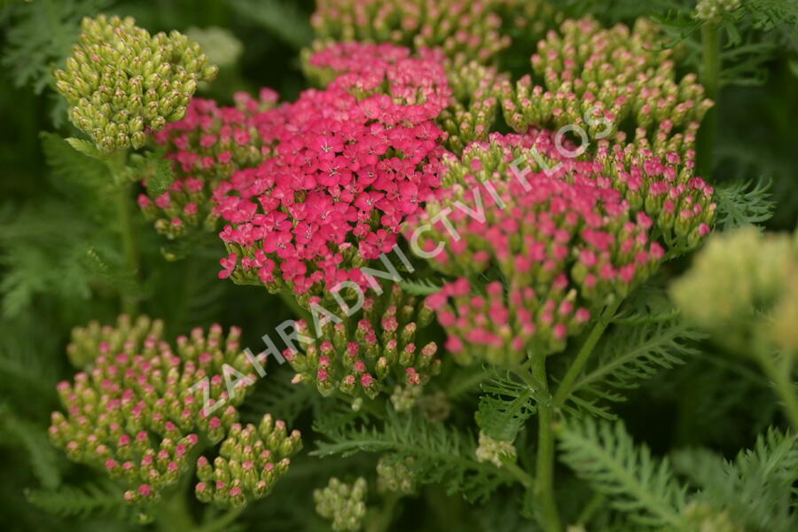 Řebříček obecný 'Seduction Saucy' - Achillea millefolium 'Seduction Saucy'