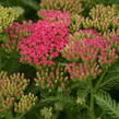 Řebříček obecný 'Seduction Saucy' - Achillea millefolium 'Seduction Saucy'