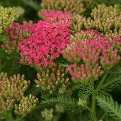 Řebříček obecný 'Seduction Saucy' - Achillea millefolium 'Seduction Saucy'
