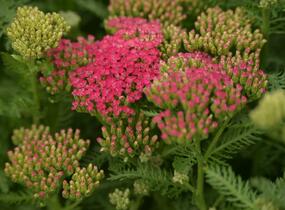 Řebříček obecný 'Seduction Saucy' - Achillea millefolium 'Seduction Saucy'