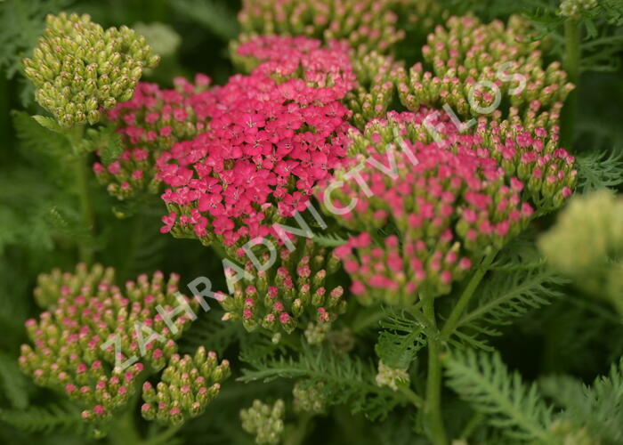 Řebříček obecný 'Seduction Saucy' - Achillea millefolium 'Seduction Saucy'
