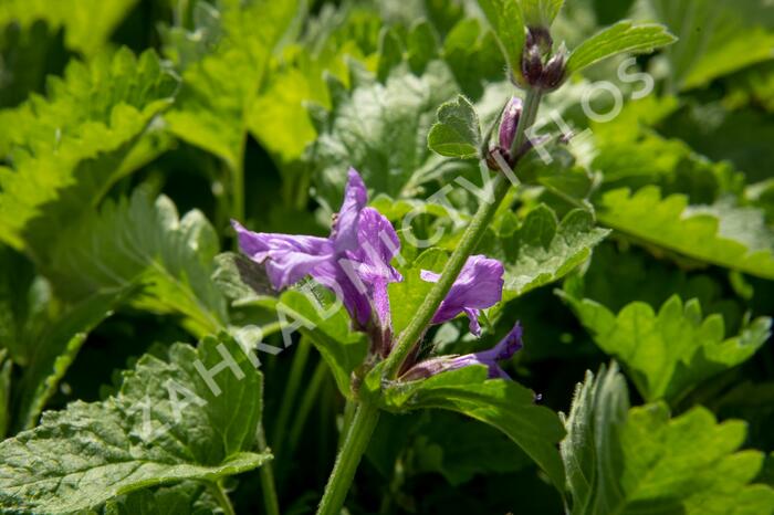 Čistec velkokvětý 'Superba' - Stachys grandiflora 'Superba'