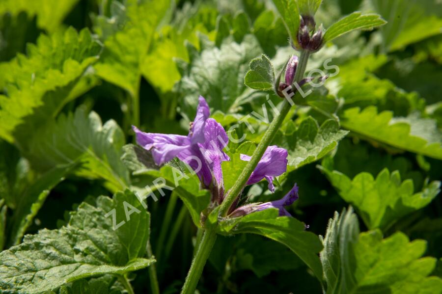 Čistec velkokvětý 'Superba' - Stachys grandiflora 'Superba'