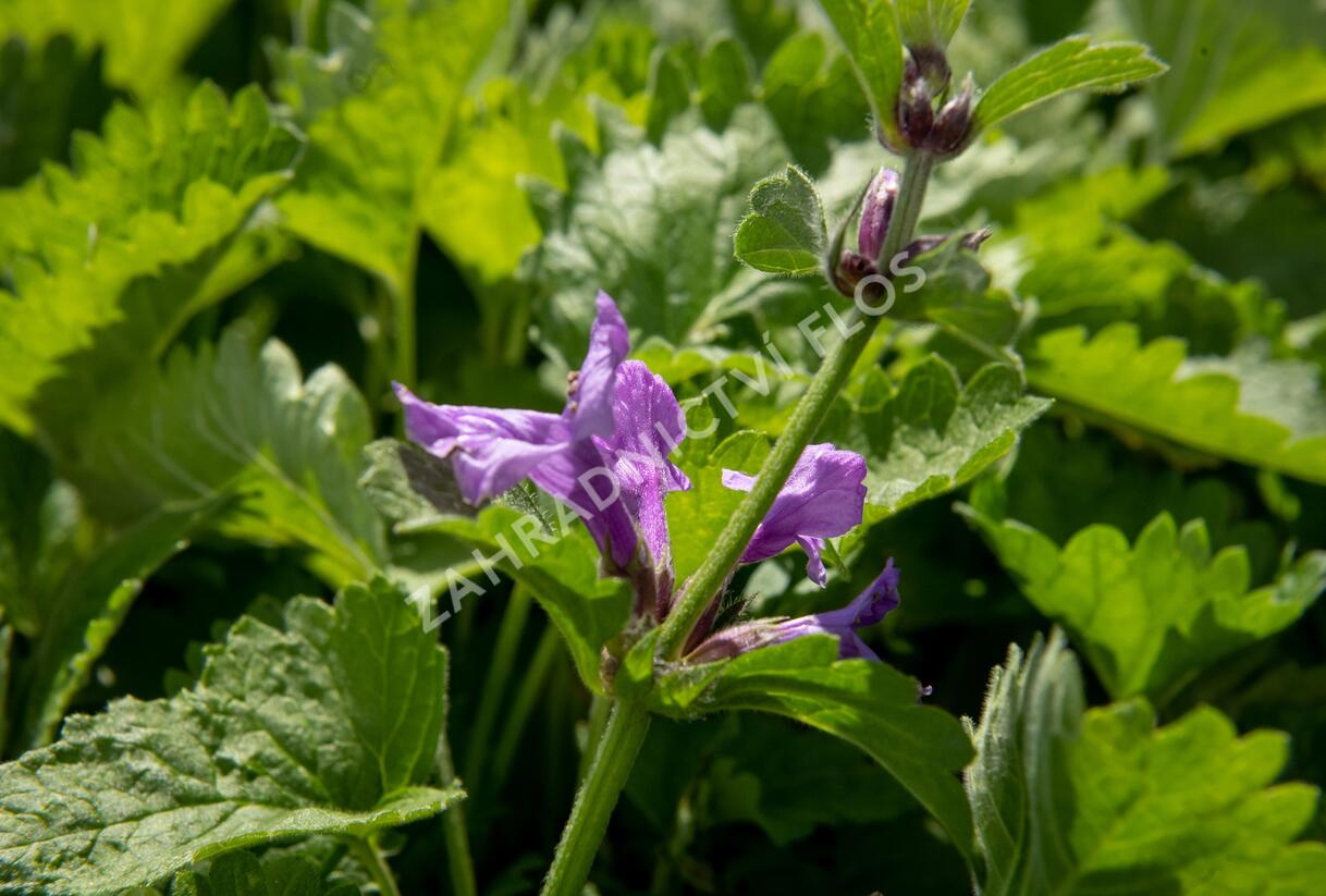 Čistec velkokvětý 'Superba' - Stachys grandiflora 'Superba'
