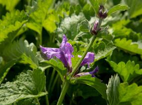 Čistec velkokvětý 'Superba' - Stachys grandiflora 'Superba'