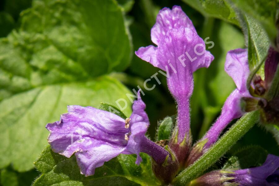 Čistec velkokvětý 'Superba' - Stachys grandiflora 'Superba'