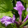 Čistec velkokvětý 'Superba' - Stachys grandiflora 'Superba'