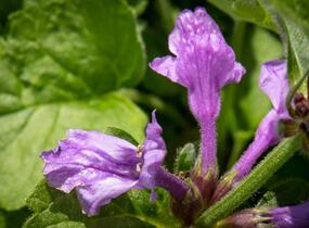 Čistec velkokvětý 'Superba' - Stachys grandiflora 'Superba'