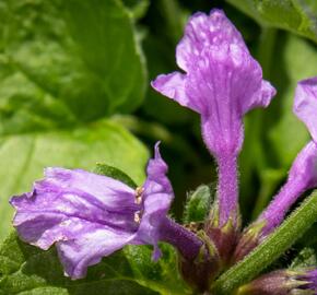 Čistec velkokvětý 'Superba' - Stachys grandiflora 'Superba'