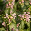 Hluchavka skvrnitá 'Pink Pewter' - Lamium maculatum 'Pink Pewter'