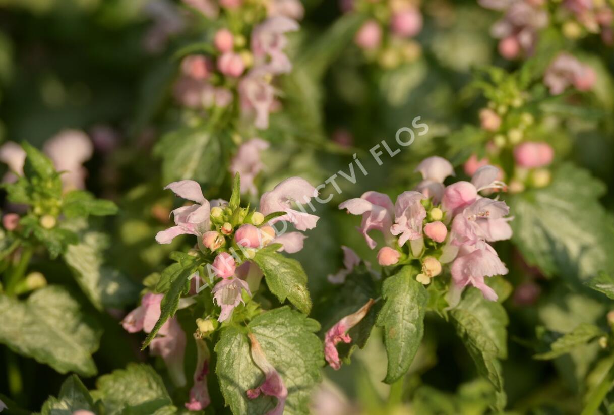 Hluchavka skvrnitá 'Pink Pewter' - Lamium maculatum 'Pink Pewter'