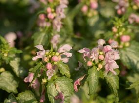Hluchavka skvrnitá 'Pink Pewter' - Lamium maculatum 'Pink Pewter'