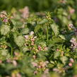 Hluchavka skvrnitá 'Pink Pewter' - Lamium maculatum 'Pink Pewter'