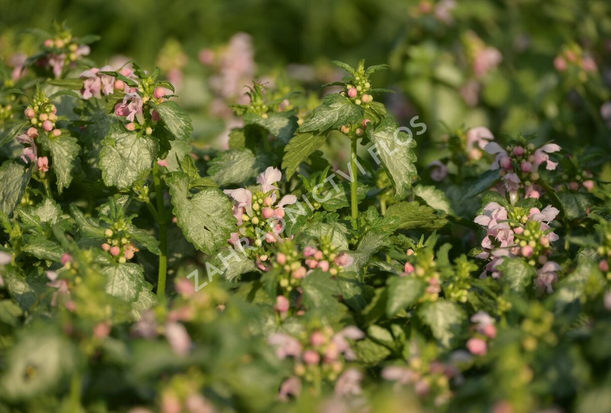 Hluchavka skvrnitá 'Pink Pewter' - Lamium maculatum 'Pink Pewter'