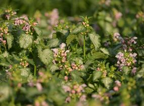 Hluchavka skvrnitá 'Pink Pewter' - Lamium maculatum 'Pink Pewter'