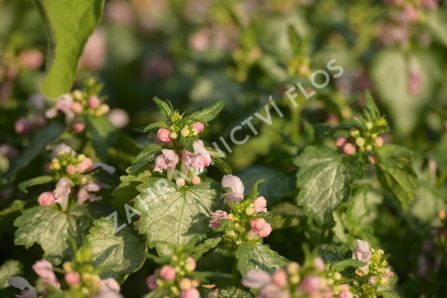 Hluchavka skvrnitá 'Pink Pewter' - Lamium maculatum 'Pink Pewter'