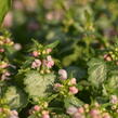 Hluchavka skvrnitá 'Pink Pewter' - Lamium maculatum 'Pink Pewter'